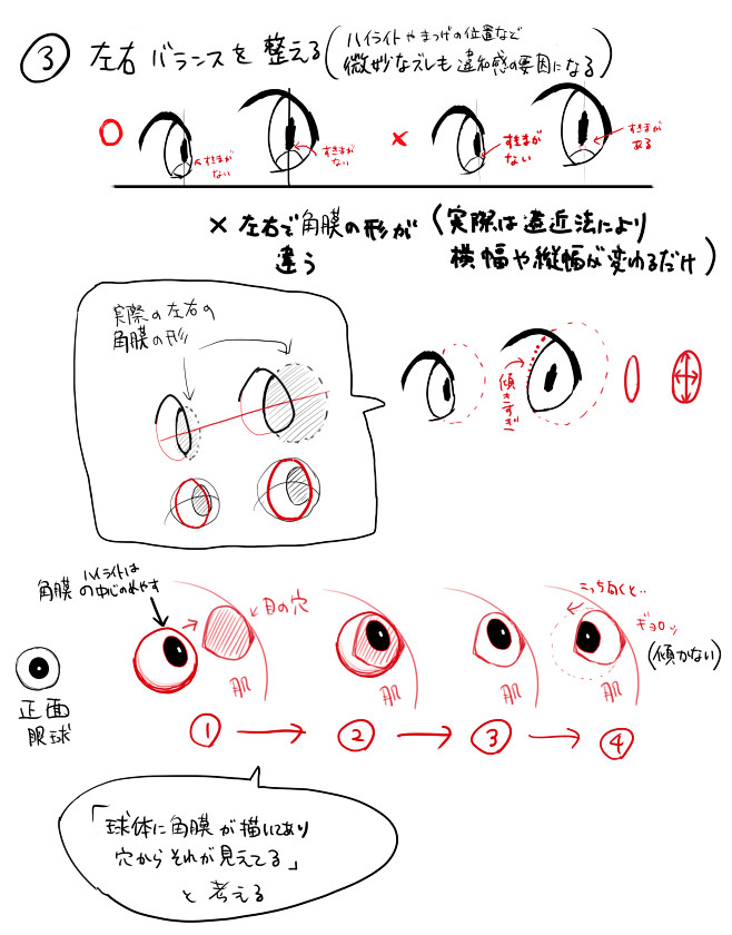 结构眼睛瞳孔透视半侧面