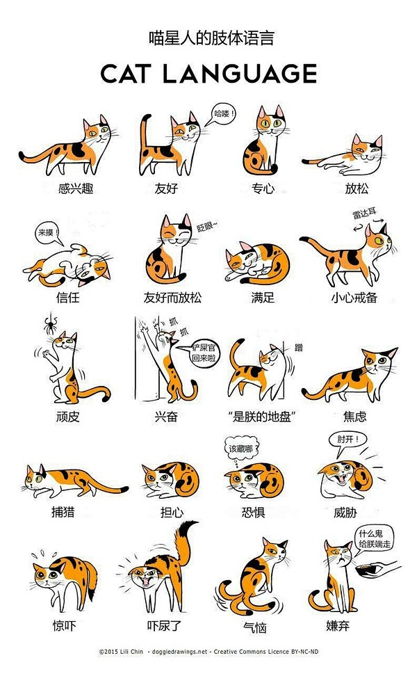 com 猫的肢体语言 zhihu.com