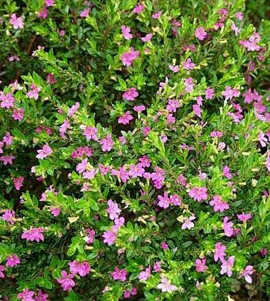 雪茄花