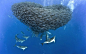 英国摄影师 christopher swann 捕捉的水下场面,成千上万的鱼群与鲨鱼