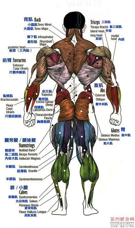 肌肉骨骼很有用初识人体肌肉篇