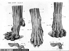 com【图片资料】各种动物的肌肉,骨骼_猫科豹属吧_百度贴吧 黑白灰