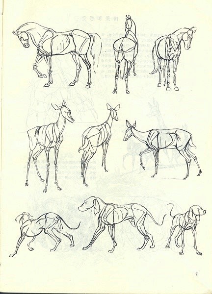 赓61郝尔托格伦动物画技法画动物类插画不了解结构怎么行