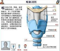 耳鼻喉解剖图