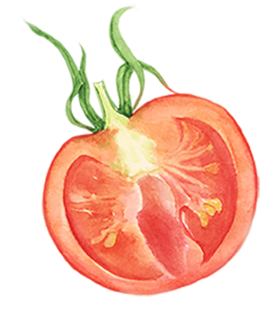 西红柿番茄横切面手绘蔬菜png免抠图