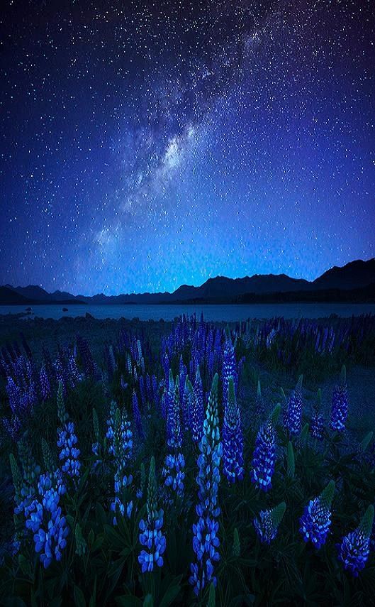 新西兰特卡波湖午夜蓝羽扇豆和星空