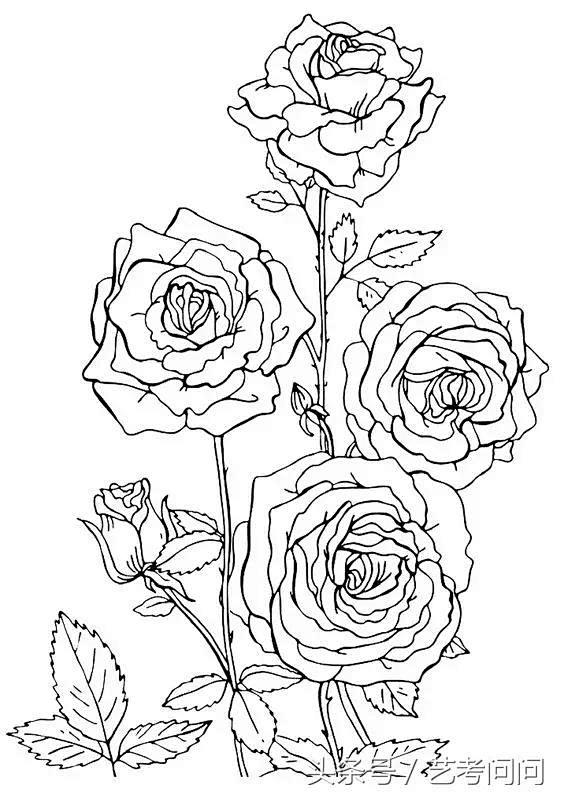 玫瑰花线描画