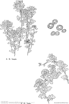 菊花 白描-花瓣网|陪你做生活的设计师 | 菊花