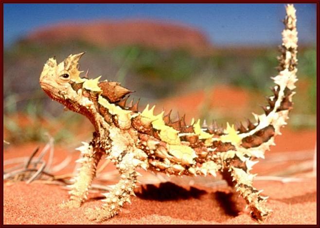 澳洲棘蜥澳洲棘蜥是一种澳洲特有的沙漠蜥蜴类完全无害许多荆棘状的