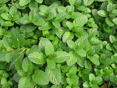 香薄荷