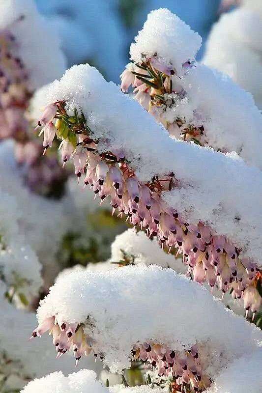 花映雪雪融花