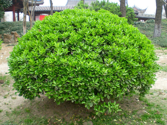植物选型球类