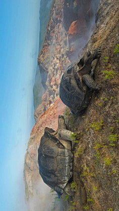 阿尔塞多火山上的象龟,加拉帕戈斯群岛   tui de roy/minden pictu