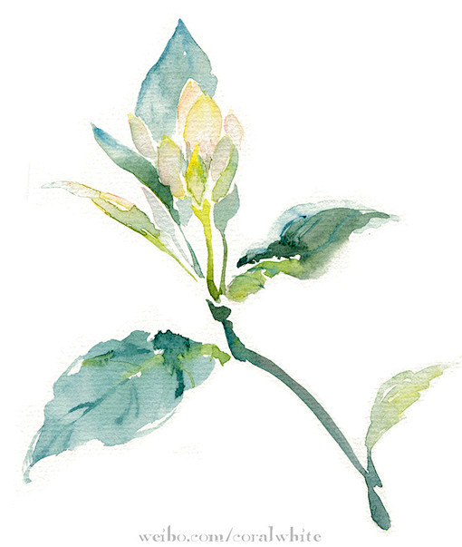 白珊瑚水彩画水彩插画手绘花植物
