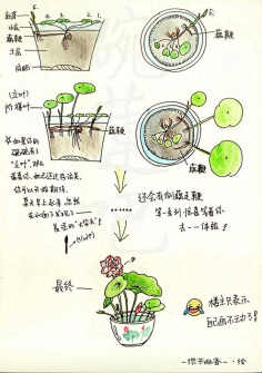 手工园艺庭院