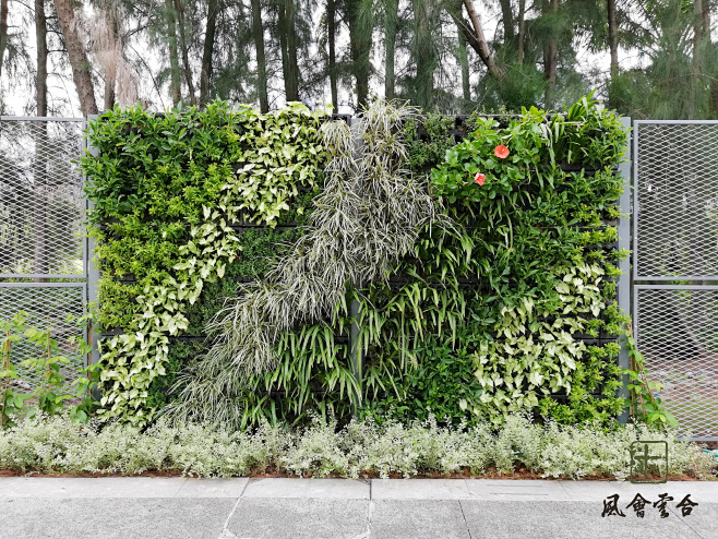 绿篱植物墙