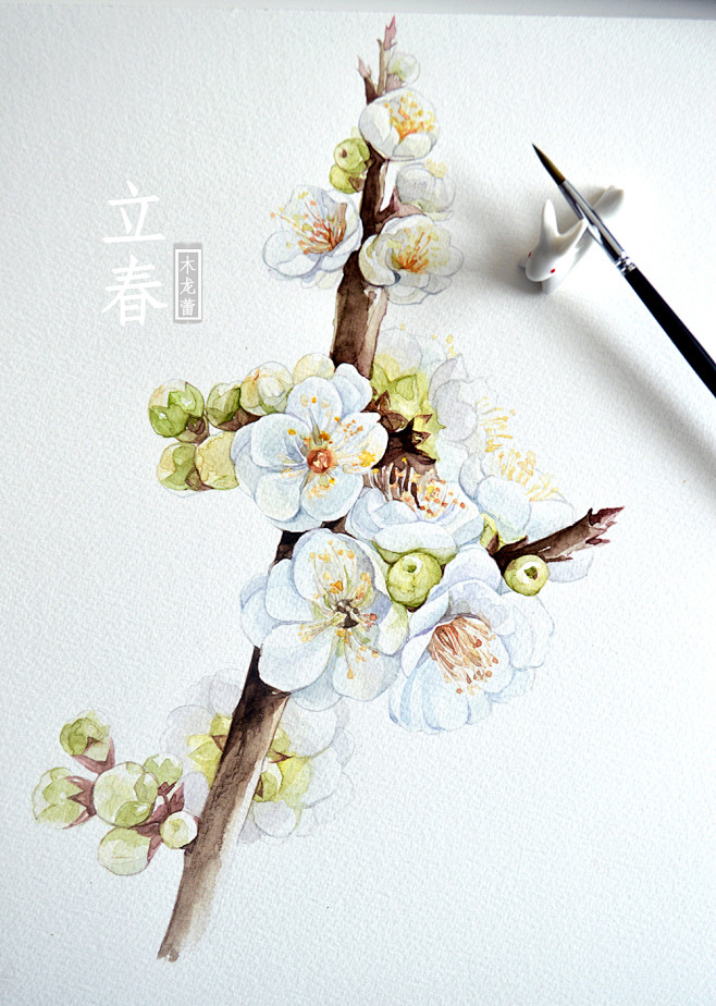 从此雪消风自软梅花和让柳条新中国节气立春梅花白梅手绘水彩画原创小