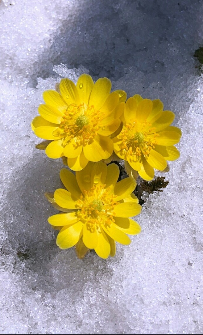 冰凌花