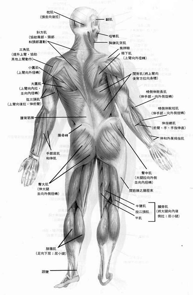 肌肉学-花瓣网|陪你做生活的设计师 | 画素描临摹手绘