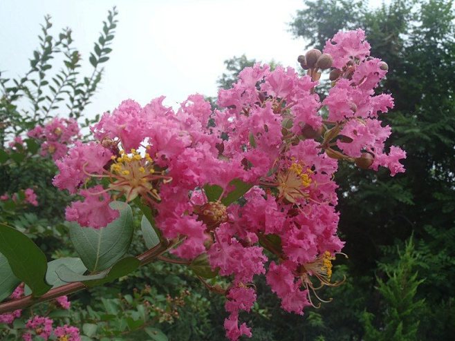 十二花神之八月"紫薇花"