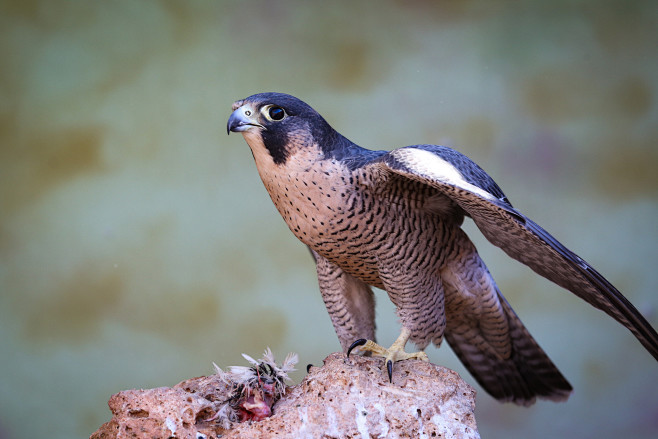 13:26:49游隼 falco peregrinus 隼形目 隼科 隼属peregrine falcon