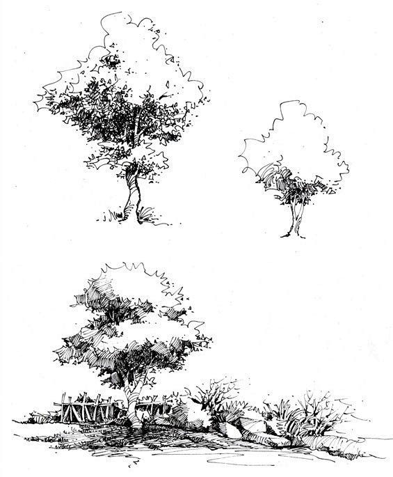 景源手绘创意营的树木风景类线稿作品12老泥鳅素描论坛