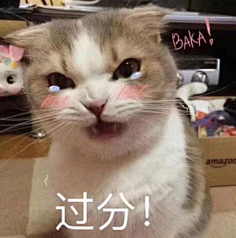 猫咪表情包