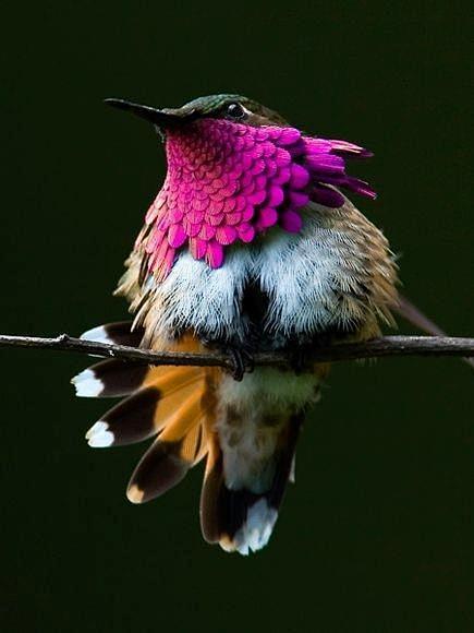 thehummingbirdimgur