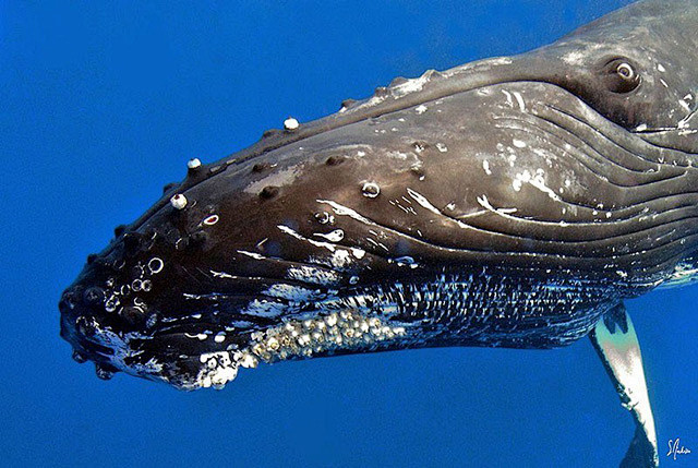 海底世界生物
