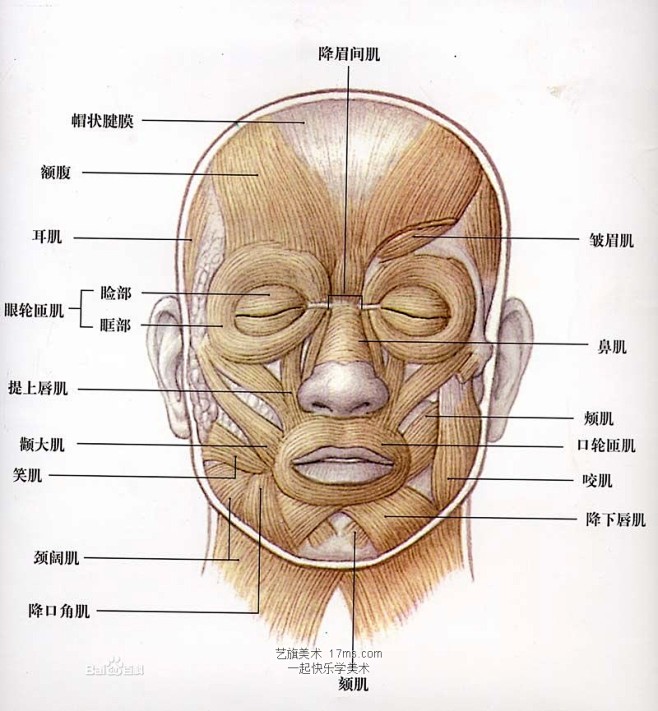 人物头像面部肌肉