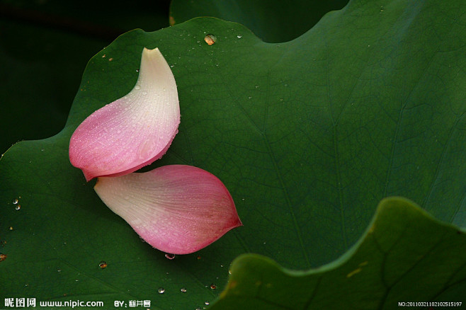 花瓣-花瓣网|陪你做生活的设计师 | 库_昵图网nipic.