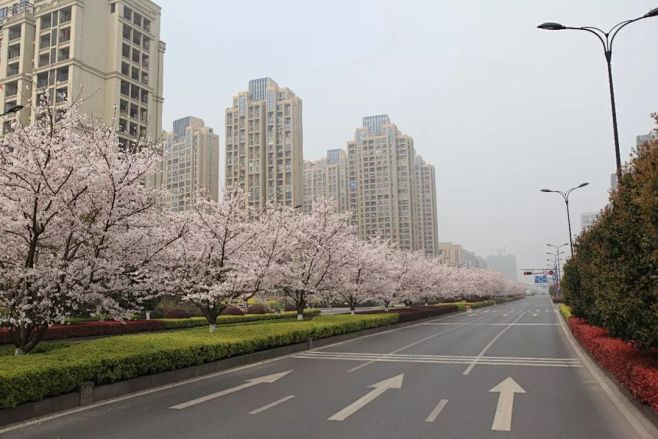 美人梅、红叶李、桃花、樱花…城区春季赏花攻