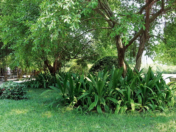 rculigo capitulata)又名地棕,野山棕,假槟榔树