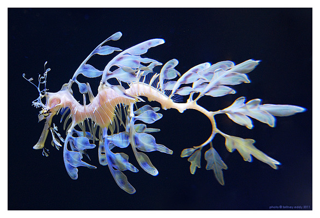 leafy sea dragon by .