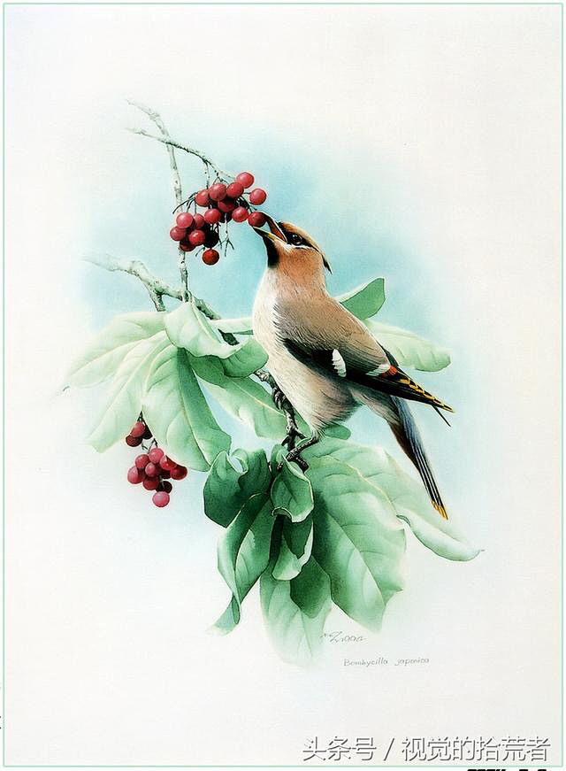 曾孝濂百鸟工笔画