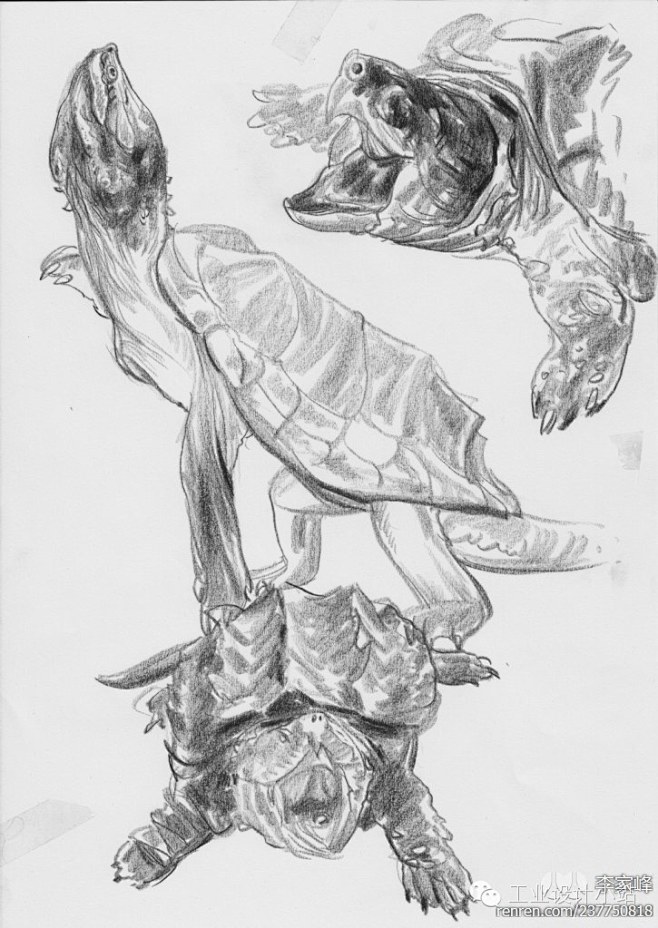 神级素描一支铅笔下的动物世界