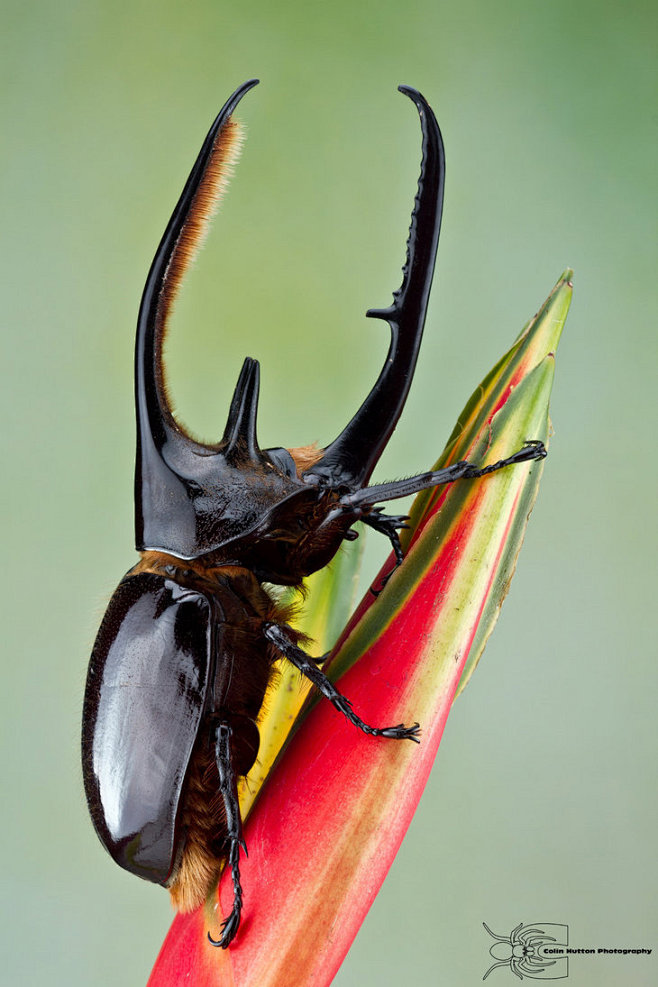 hercules beetle - dynastes neptunus by colinhuttonphoto on