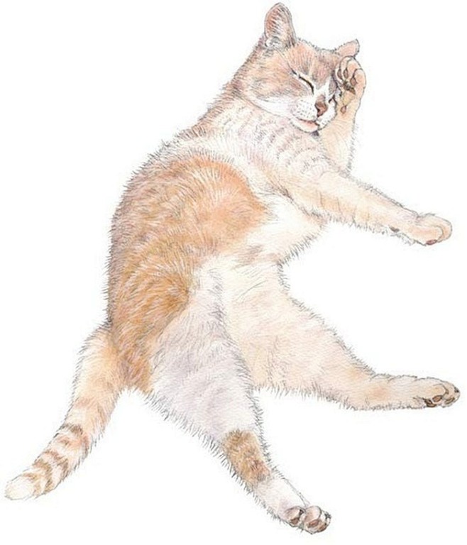 猫的肖像。作者是有多爱猫啊。