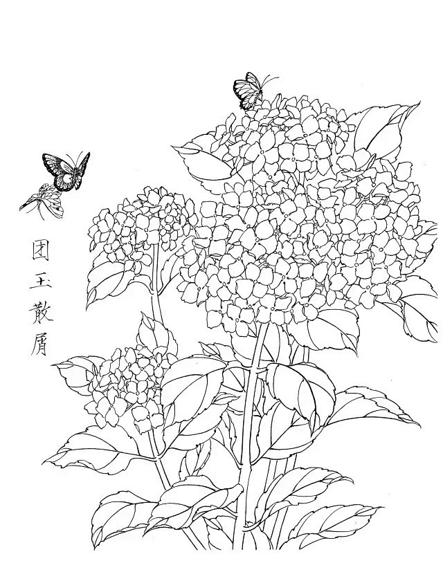 qq.com 绣球花白描20幅 mp.weixin.qq.com