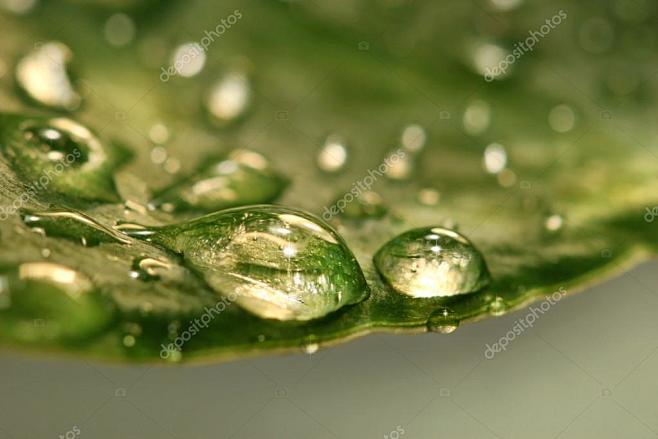 雨后的叶子上的水滴