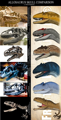 com 不同的异特龙种和变种fredthedinosaurman:  6 1 pinterest.