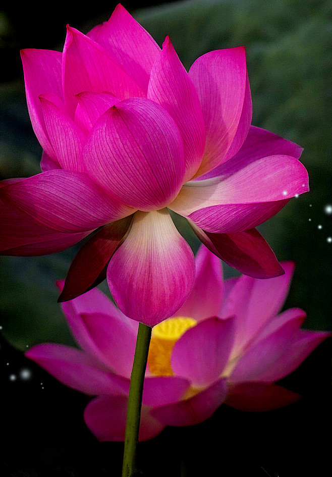 花瓣网|陪你做生活的设计师 | flickr壁纸_玫瑰