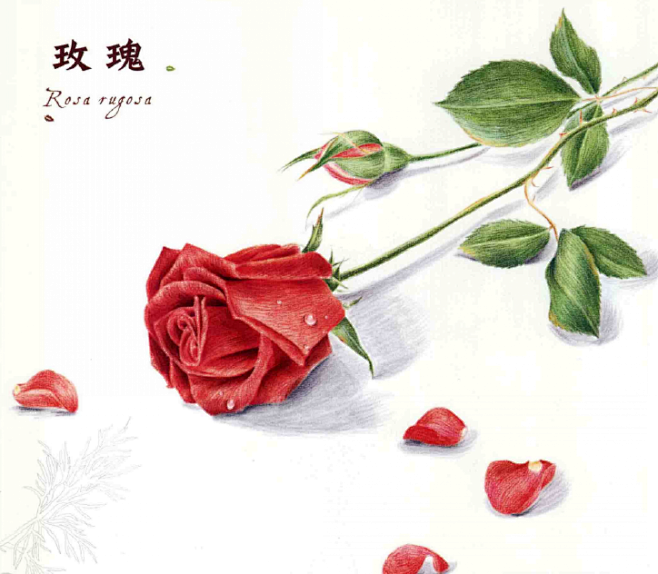 彩铅花卉玫瑰