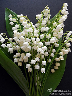 铃兰花束