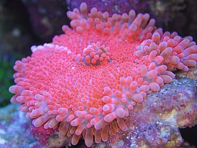 海底珊瑚礁石