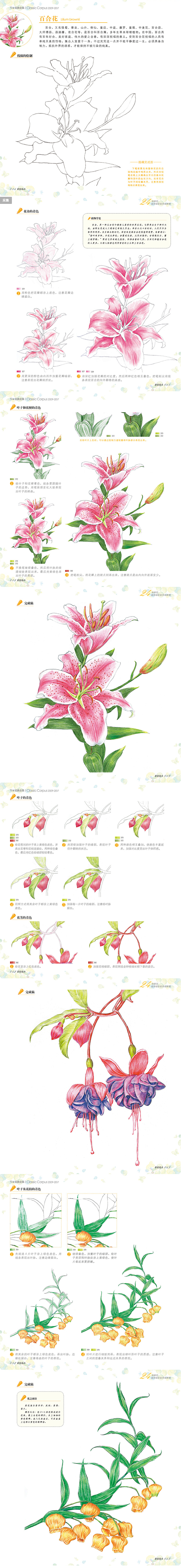 送8张线稿彩色铅笔花卉绘画入门教程书籍临摹零基础初学者飞成人温情