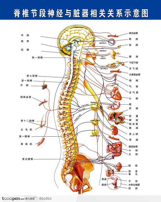 com 脊柱与人体关系图_360图片 tooopen.