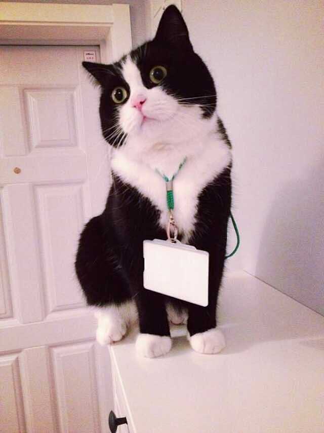 奶牛猫奶牛猫谁见过看图猫吧百度贴吧