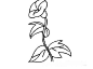 牵牛花简笔画