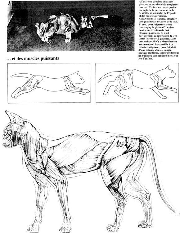 com 【图片资料】各种动物的肌肉,骨骼_猫科豹属吧_百度贴吧 11 tieba